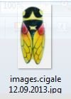 Capture. cigale 1JPG.JPG