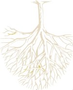 arbre-transp-inversé.jpg