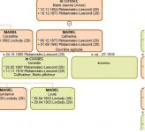 Cas-2.jpg